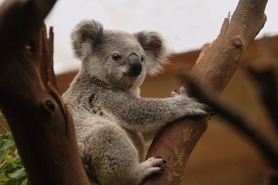 Είδος υπό εξαφάνιση τα κοάλα στην Αυστραλία