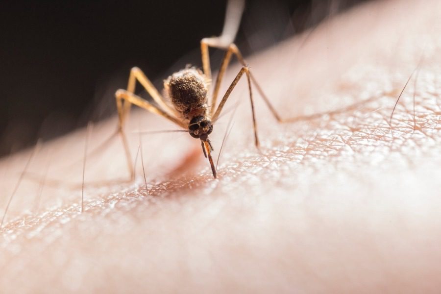 Γιατί τα τσιμπήματα των κουνουπιών προκαλούν τόση φαγούρα;