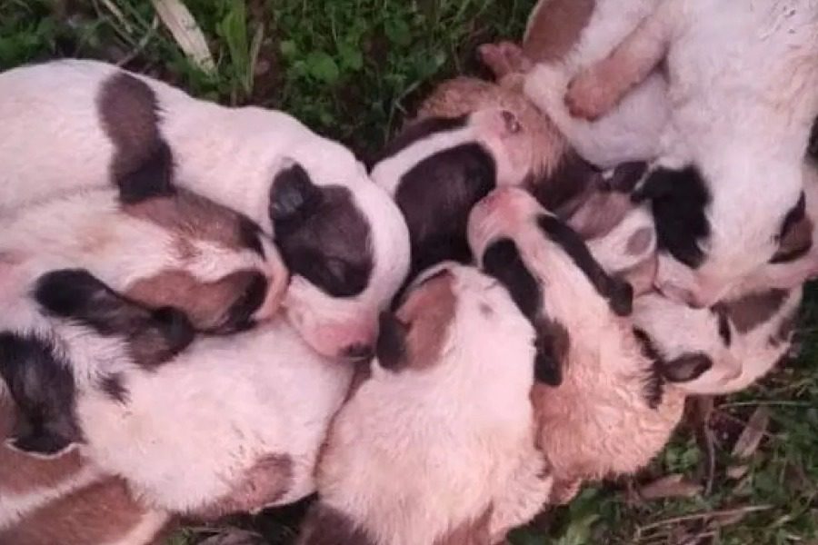 Φρίκη στον Αλμυρό: Έβαλαν μέσα σε γλάστρα 11 κουτάβια και τα παράτησαν