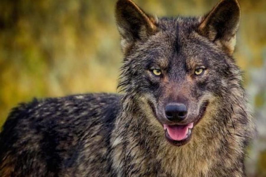 Πάρνηθα: Λύκος επιτέθηκε σε οικογένεια και τους έφαγε τον σκύλο