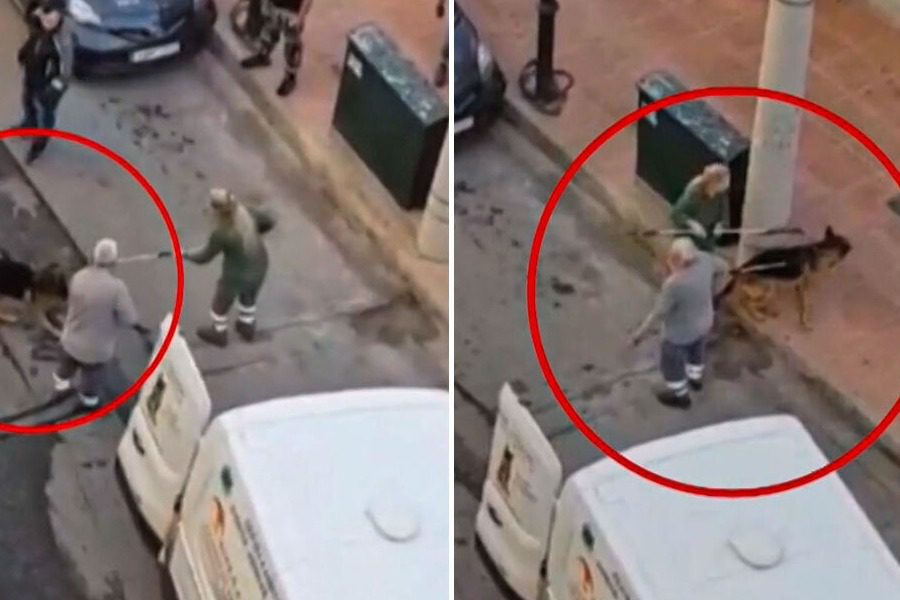 Δραπετσώνα: Συνελήφθη η ιδιοκτήτρια του λυκόσκυλου που κατασπάραξε μικρό κανίς