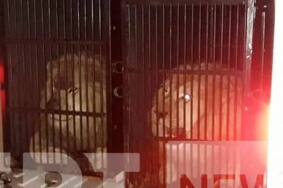 Γιατί πέρασαν από Προμαχώνα‑Ευζώνους τα λιοντάρια και η τίγρης 