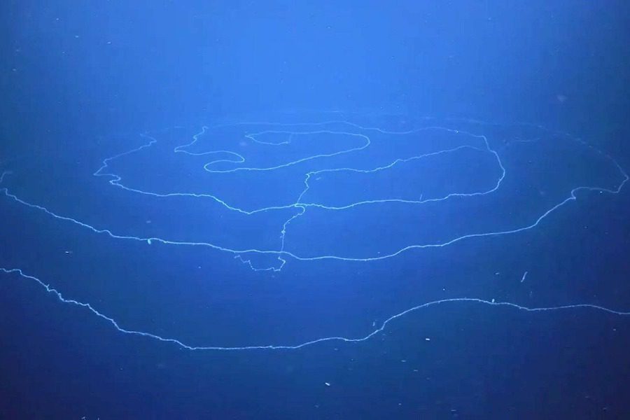 Tο πιο μακρύ πλάσμα στον πλανήτη μας