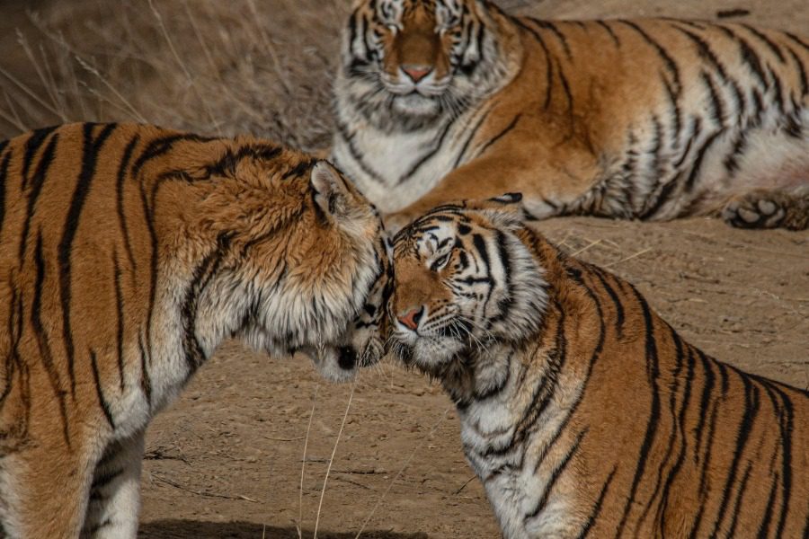 5 είδη που δεν ήξερες ότι είναι υπό εξαφάνιση