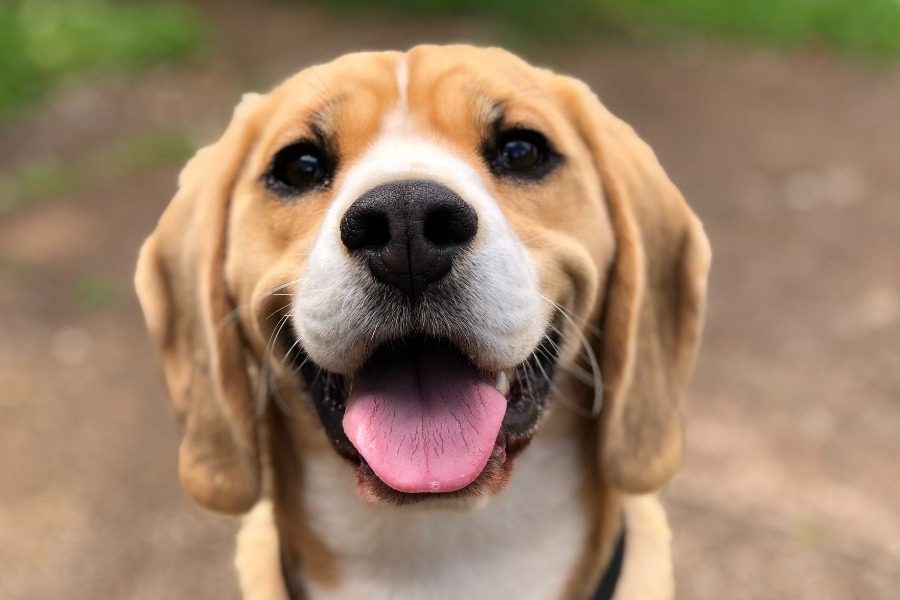 Τα οφέλη του να έχεις σκύλο για κατοικίδιο 