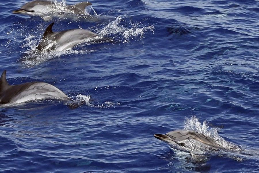 Πόλεμος στην Ουκρανία: Εκπαιδευμένα δελφίνια ανέπτυξαν οι Ρώσοι στη Μαύρη Θάλασσα