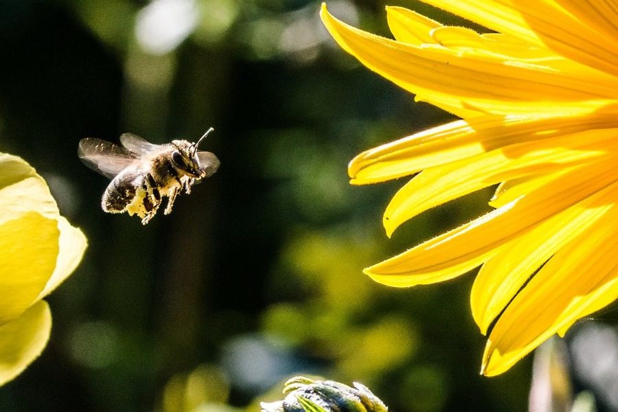 Τί θα συμβεί στον πλανήτη αν εξαφανιστούν όλες οι μέλισσες;