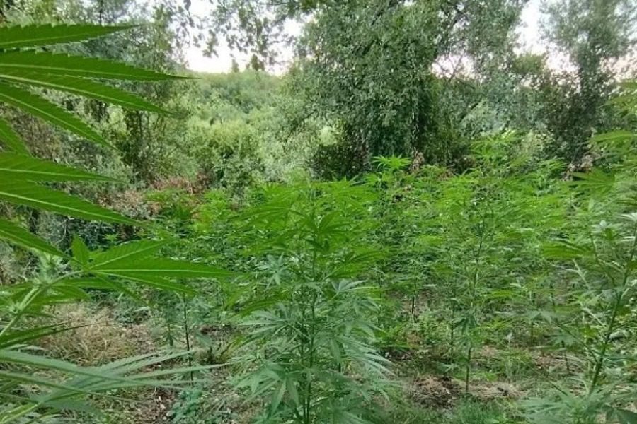 Εντοπίστηκε τεράστια χασισοφυτεία στη Μεσσηνία