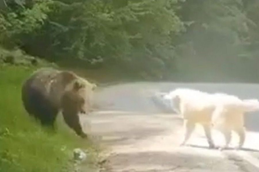 Μέτσοβο: Ατρόμητος σκύλος τα βάζει με αρκούδα και νικά