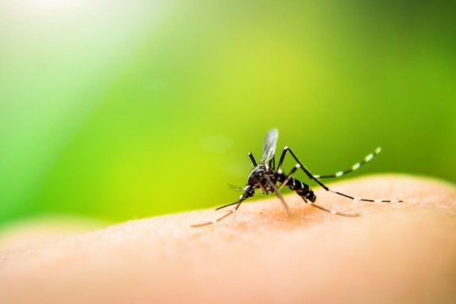 Ιός Δυτικού Νείλου: Εντοπίστηκε στη Θεσσαλονίκη το πρώτο κρούσμα στην Ελλάδα για το 2022