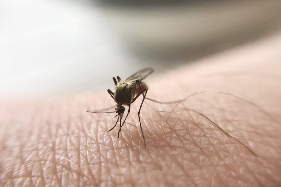 Τι θα γινόταν αν εξαφανίζονταν όλα τα κουνούπια από τον κόσμο;