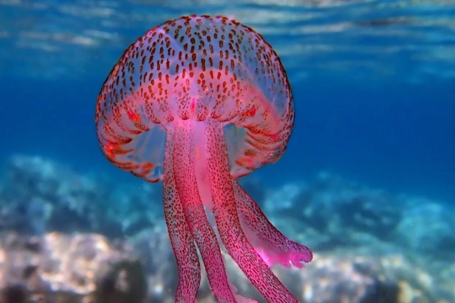 Μωβ μέδουσες: Οι πιο επικίνδυνες παραλίες για την πρώτη εβδομάδα του Αυγούστου