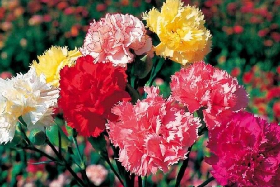 Τέλος εποχής για τα ελληνικά γαρύφαλλα που εξαφανίστηκαν μετά τα κλειστά μπουζούκια