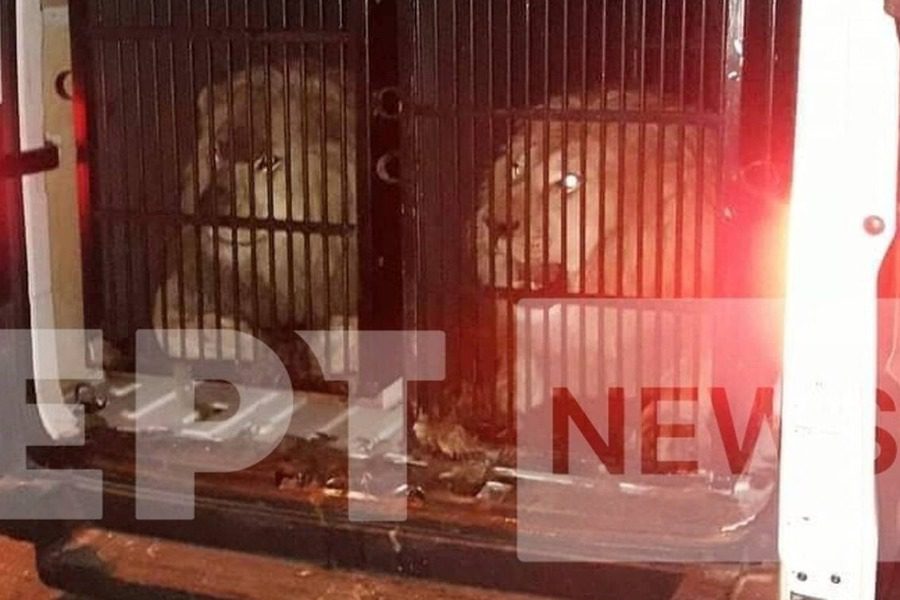 Λιοντάρια και τίγρεις περιείχε φορτίο με προορισμό τη Μύκονο