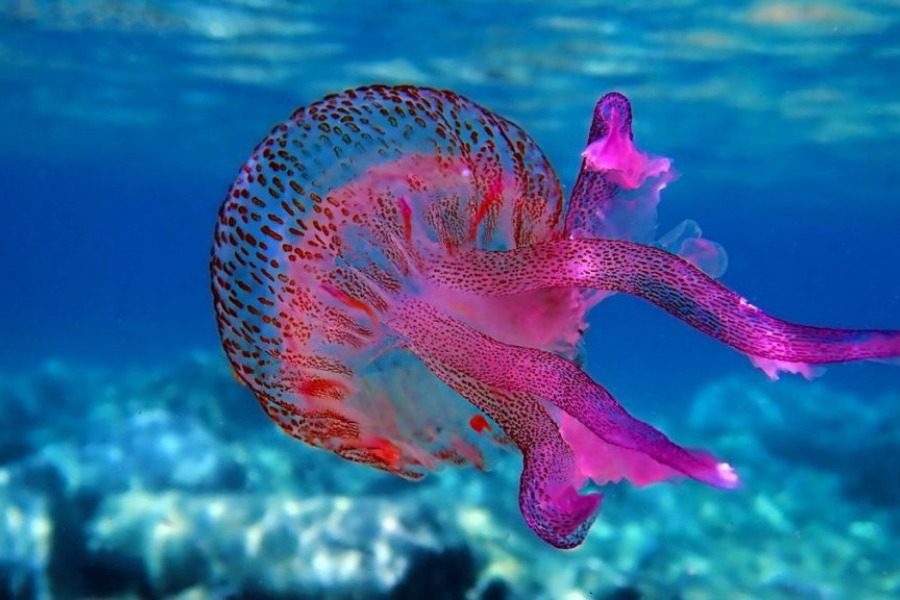 Μωβ Μέδουσα: Τι σταματά την εξάπλωση της τοξίνης σε περίπτωση τσιμπήματος