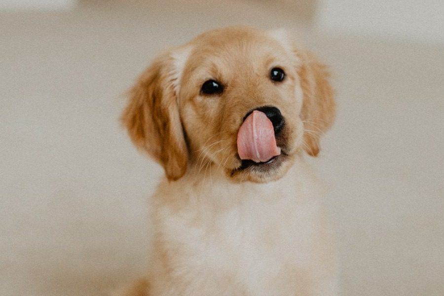 Αυτές τις ράτσες σκύλου επιλέγουν οι ιδιοκτήτες σε κάθε χώρα