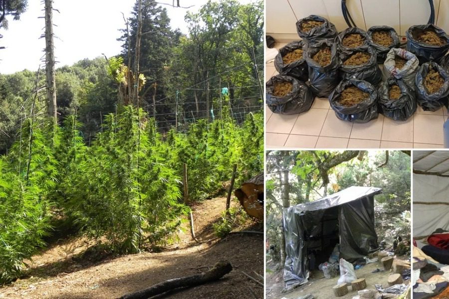 Όλυμπος: Βρέθηκε φυτεία‑μαμούθ δενδρυλλίων κάνναβης