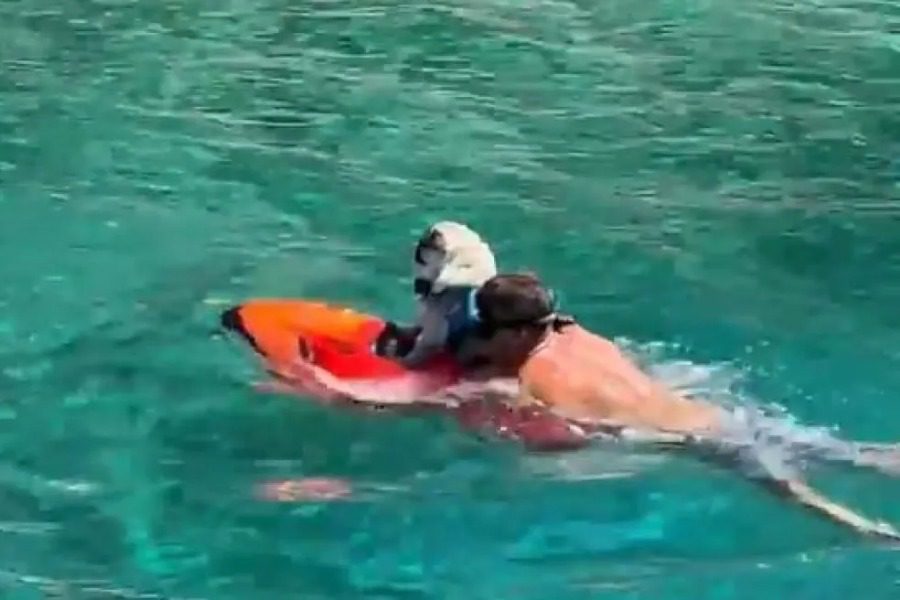 Πάνος Καμμένος: Έβαλε σε jetboard τον σκύλο του και τον έκανε βόλτα στη θάλασσα