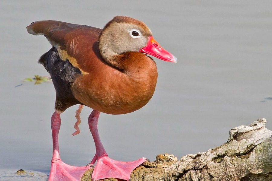 Να γιατί οι αρσενικές πάπιες έχουν στριφογυριστικό μόριο