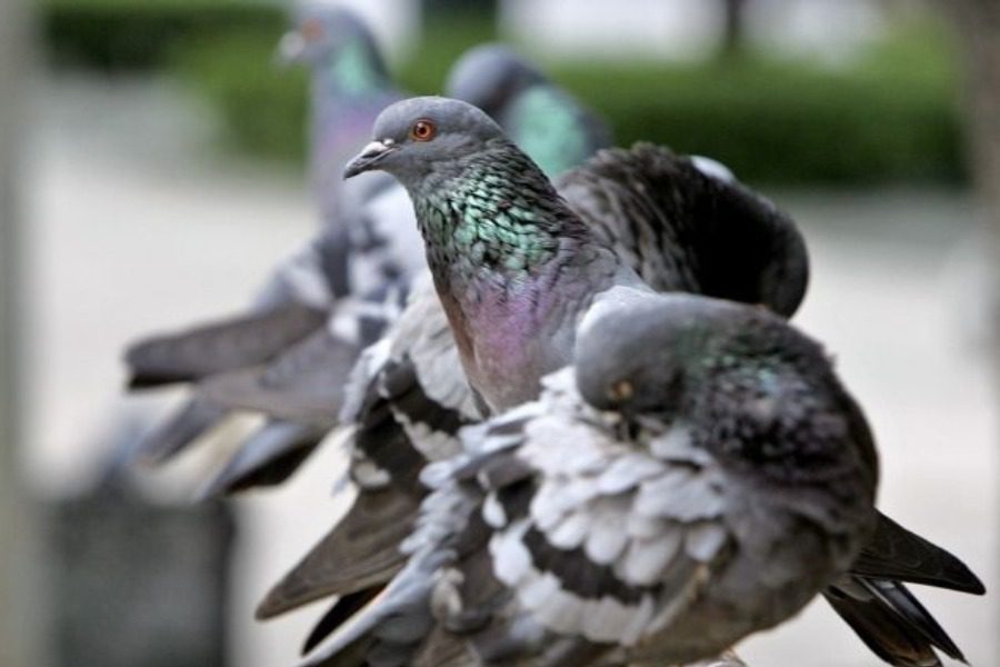 Αποκεφάλισε περιστέρι και καταδικάστηκε σε 12 μήνες φυλάκιση και 5.000 ευρώ πρόστιμο