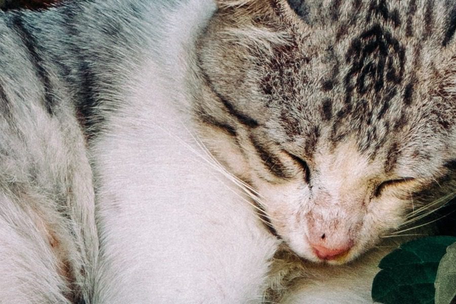 Θεσσαλονίκη: Αθωώθηκε 36χρονος που που κατηγορήθηκε ότι «έχτισε» γατάκι σε γυψοσανίδα
