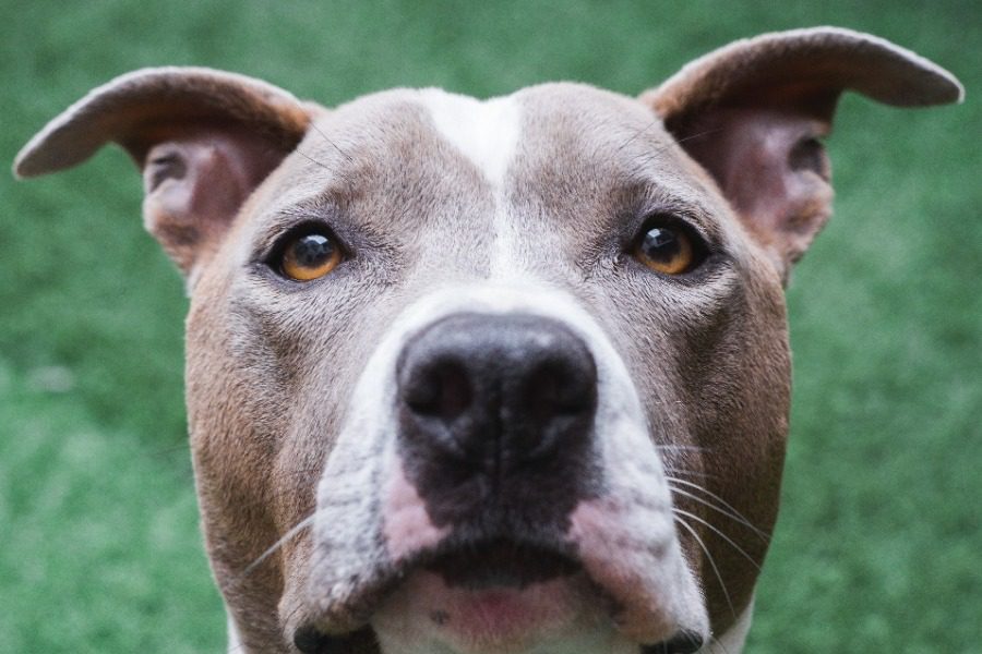 Σαλαμίνα: Πίτμπουλ επιτέθηκε σε ηλικιωμένο και του έκοψε τρία δάχτυλα