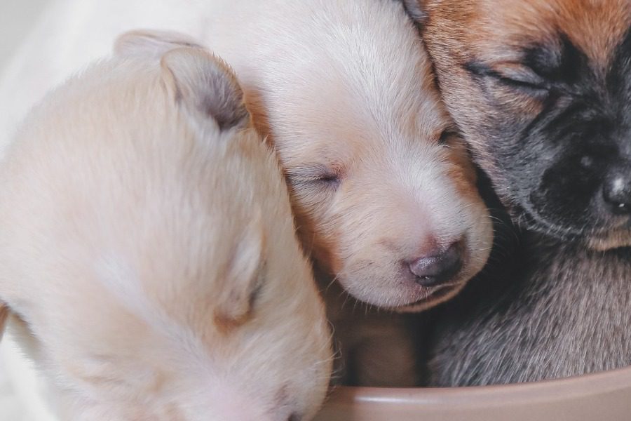 Πρόστιμο 360.000 ευρώ σε αντιδήμαρχο και υπάλληλο για τα εγκαταλειμμένα κουτάβια