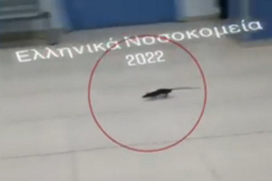 Ποντίκι περιφέρεται στα εξωτερικά ιατρεία γνωστού νοσοκομείου προκαλεί σάλο