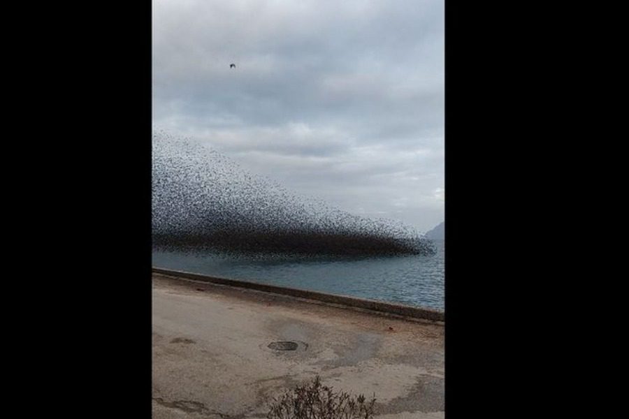 Πάτρα: «Μαύρισε» ο ουρανός από τα πουλιά στο Ρίο 