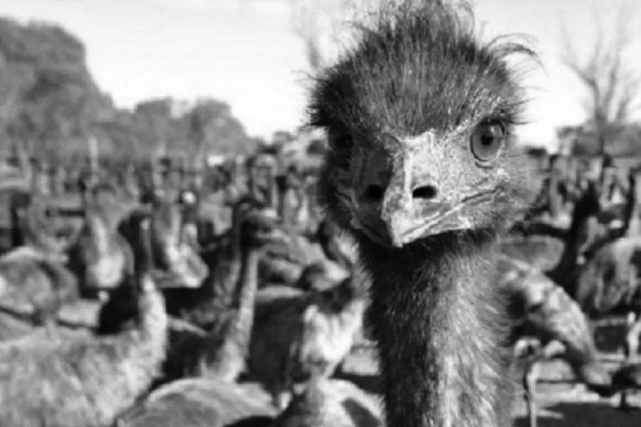 Ο πιο αλλόκοτος πόλεμος της ιστορίας έγινε το 1932