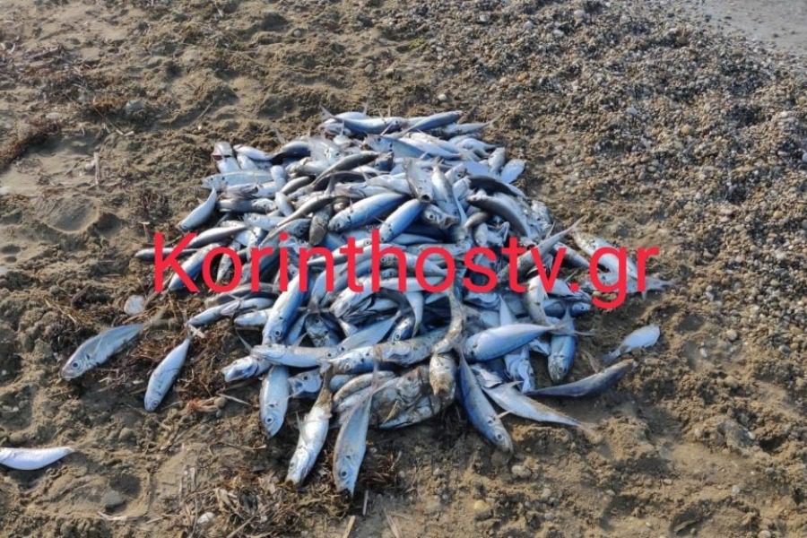 Κορινθία: Νεκρά ψάρια γέμισε η παραλία στον Ασσο