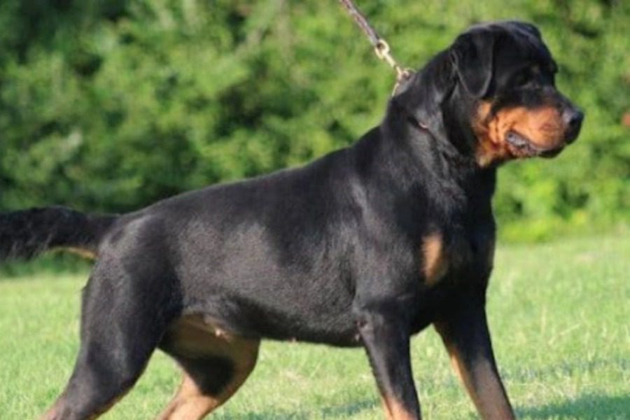 Φυλάκιση στον ιδιοκτήτη των ροτβάιλερ που επιτέθηκαν σε δύο γυναίκες 