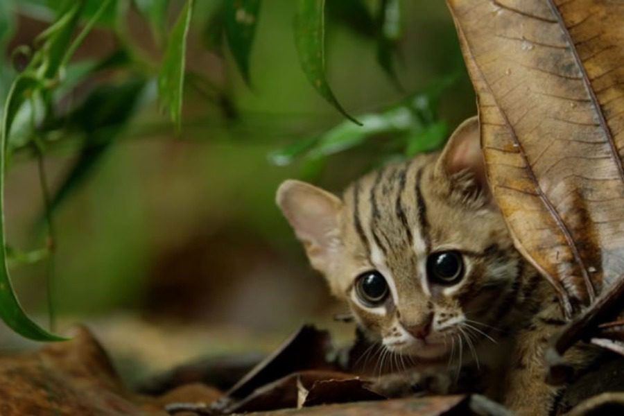 Το πιο μικρό είδος γάτας στον κόσμο χωράει στην παλάμη σου
