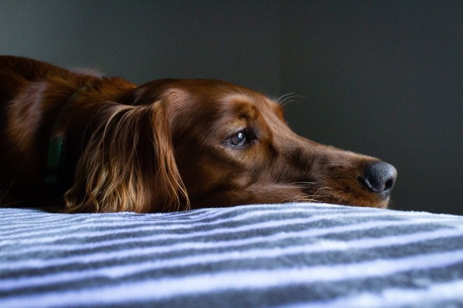 Τελικά, μπορούν οι σκύλοι να πάθουν κατάθλιψη;