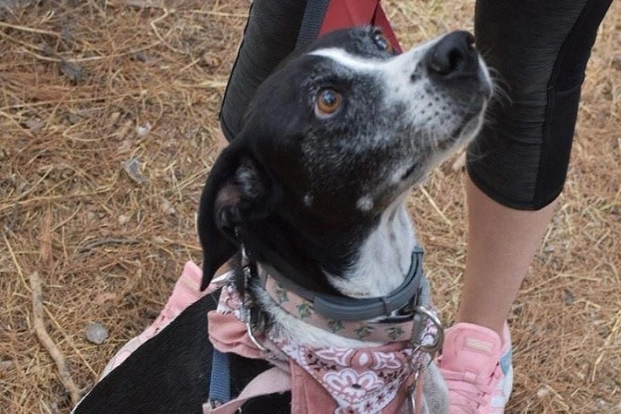 Σκυλάκι πέθανε από τρόμο για τα βεγγαλικά