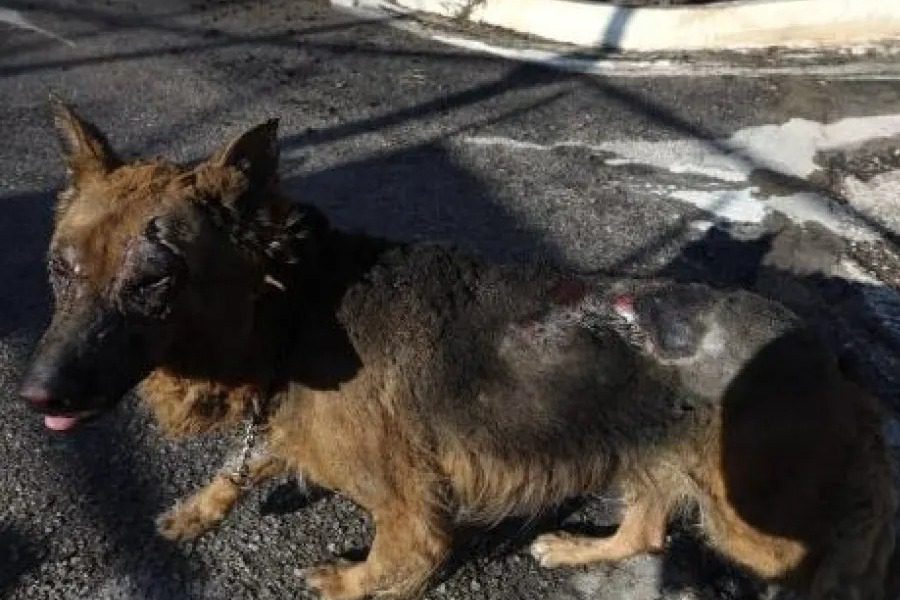 Φωτιά στην Πεντέλη: Ο σκύλος με το... καμένο πρόσωπο, τριγυρνά μόνος στους δρόμους