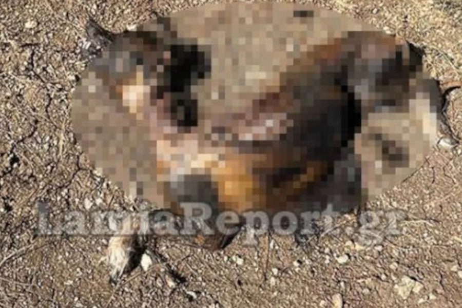 Κτηνωδία στη Λαμία:  Έκαψαν ζωντανό σκύλο σε άλσος 