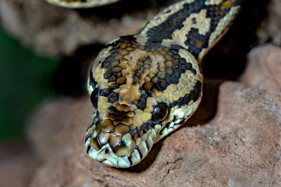 Οι επιστήμονες μόλις το ανακάλυψαν: Τα φίδια έχουν κλειτορίδες