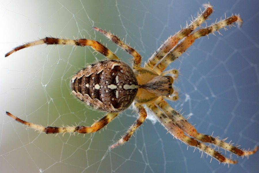 Πως να μη ξαναδείς αράχνες στο σπίτι σου