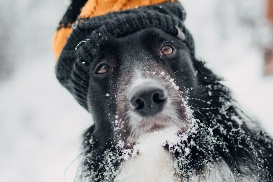 Γιατί οι σκύλοι είναι ανθεκτικοί στην παγωνιά