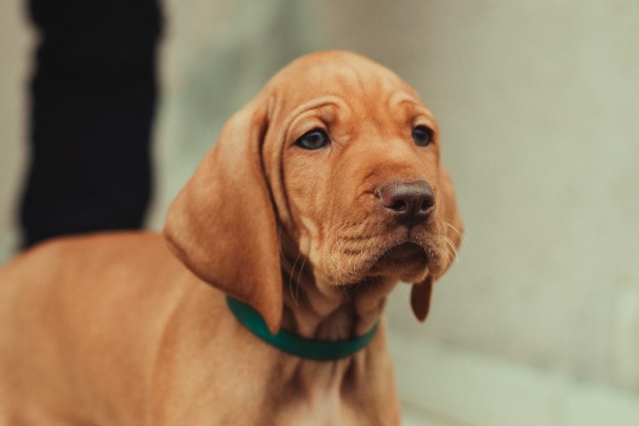Αυτές οι ράτσες σκύλων είναι οι καλύτερες για οικογένεια