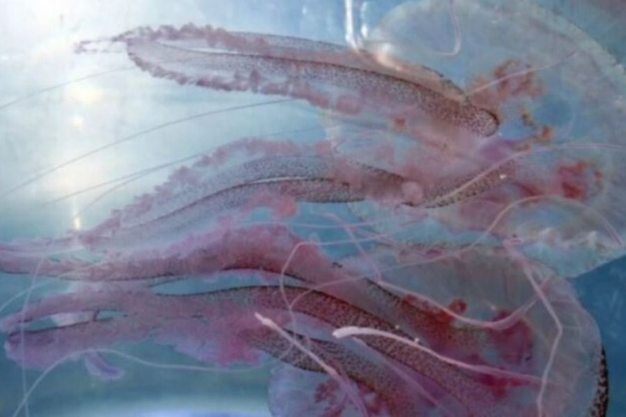 Μωβ μέδουσες: Εμφανίστηκαν στη Χαλκιδική κατά χιλιάδες