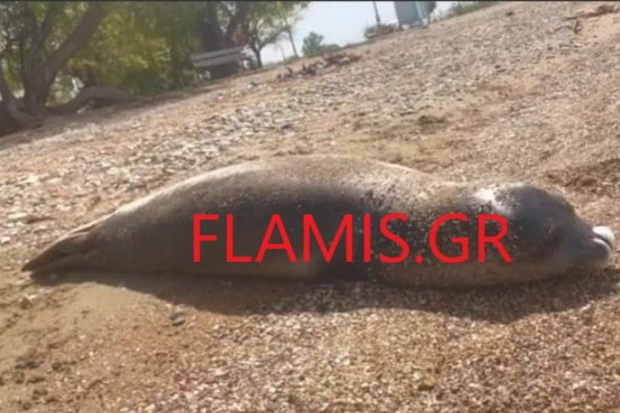 Πάτρα: Ένα από τα σπανιότερα θηλαστικά ξεβράστηκε στην ακτή