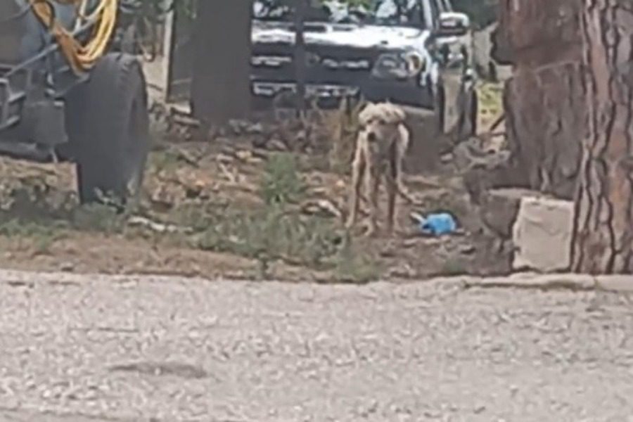 Φθιώτιδα: Είχαν αλυσοδεμένο για χρόνια τυφλό σκυλάκι