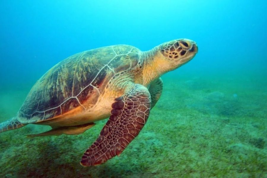 Νεκρές δεκάδες θαλάσσιες χελώνες‑ Μαχαιρώθηκαν στο λαιμό