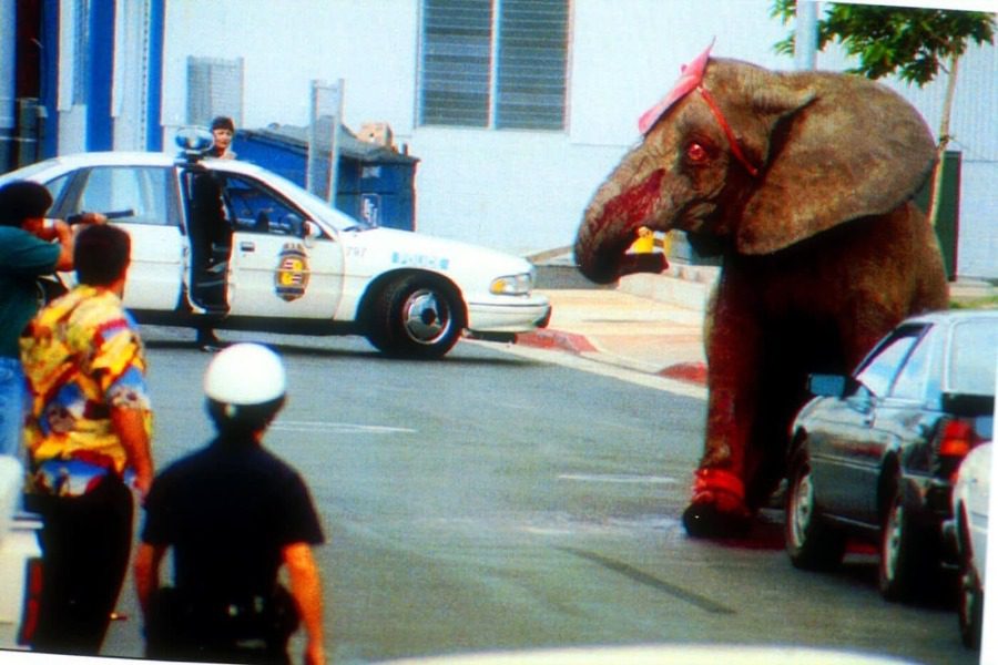 Το τραγικό τέλος ενός ελέφαντα που ήθελε απλώς την ελευθερία του