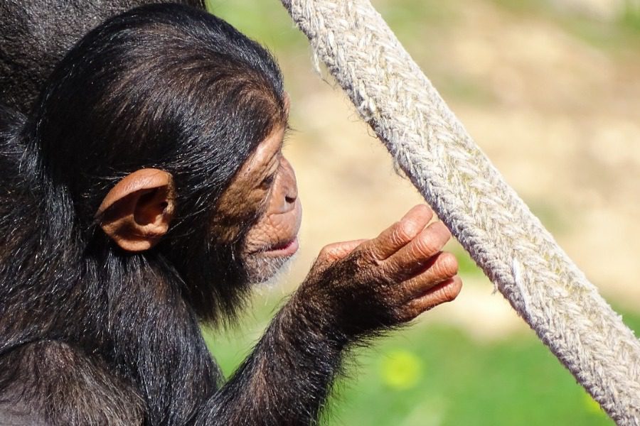 Απαράδεκτο περιστατικό στο Αττικό Ζωολογικό Πάρκο
