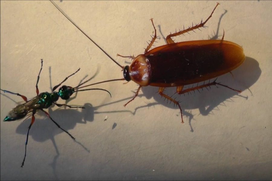 Σήμερα έμαθα: Πως οι κατσαρίδες μετατρέπονται σε ζόμπι 