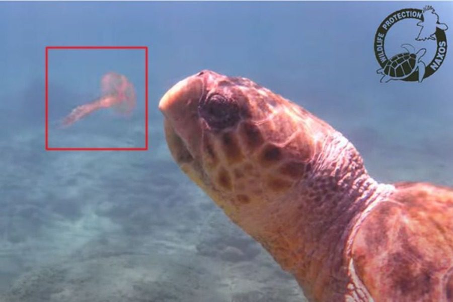 Χελώνα στη Νάξο έφαγε πάνω από 100 μέδουσες σε μισή ώρα 