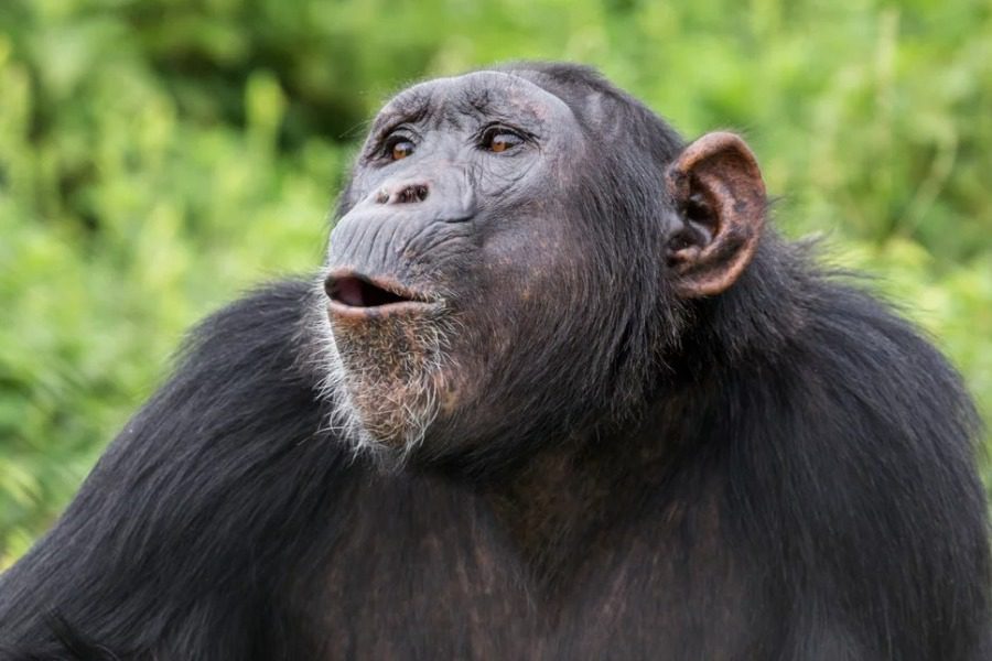 Αττικό Ζωολογικό Πάρκο: Σκότωσαν χιμπατζή που διέφυγε